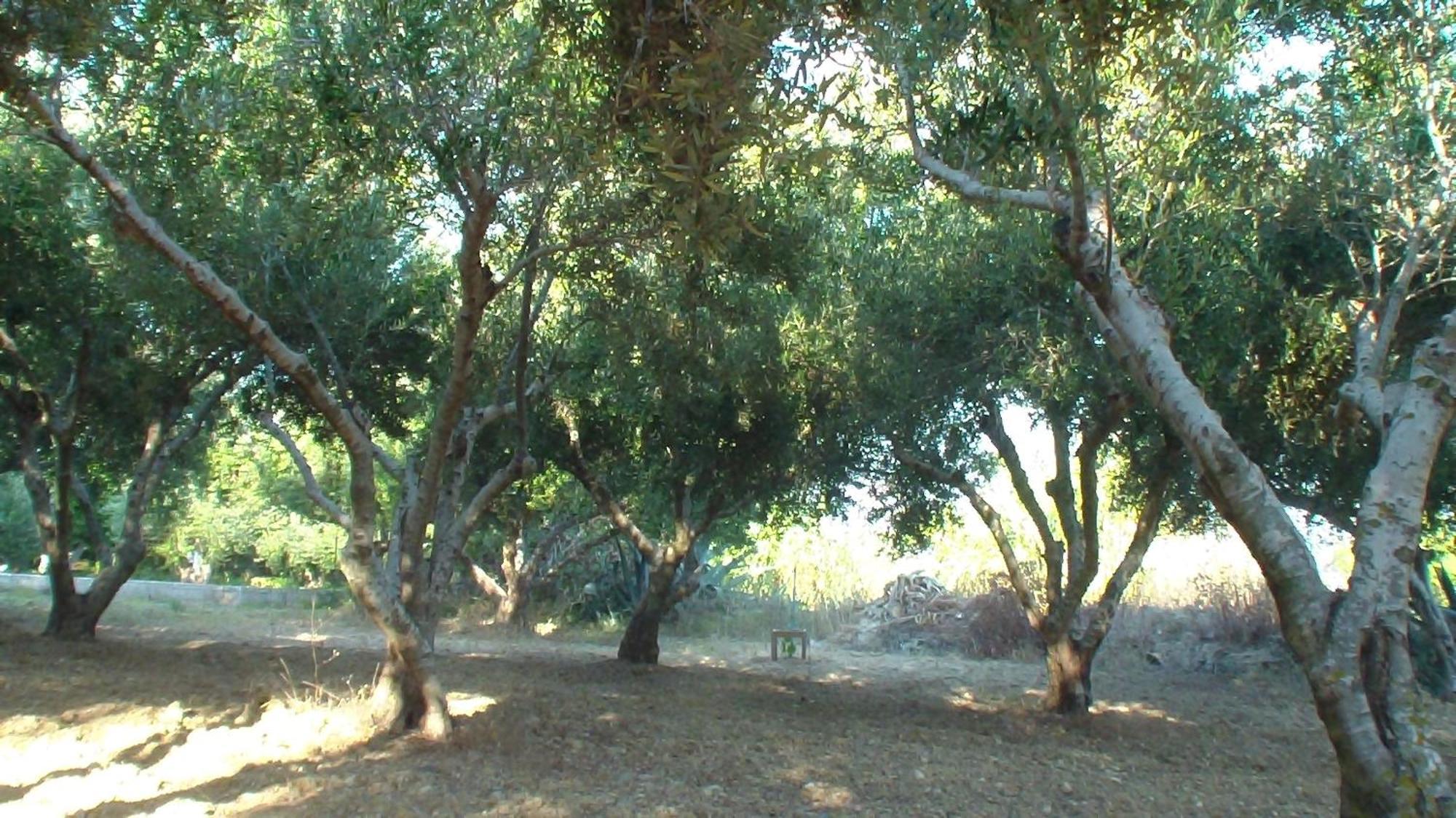 Creta Vassakis Studios Kéfalos المظهر الخارجي الصورة